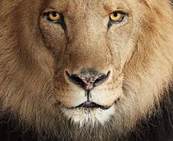 simba